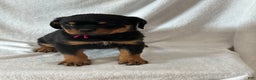 Rottweiler dogs for sale: Rottweiler Puppy 1 - Ad 5