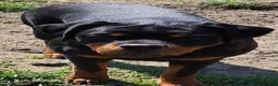 Rottweiler dogs for sale: Scarlett - Ad 5