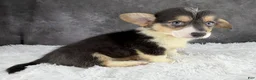 Welsh Corgi Pembroke dogs for sale: Charlie tailed baby - Ad 3