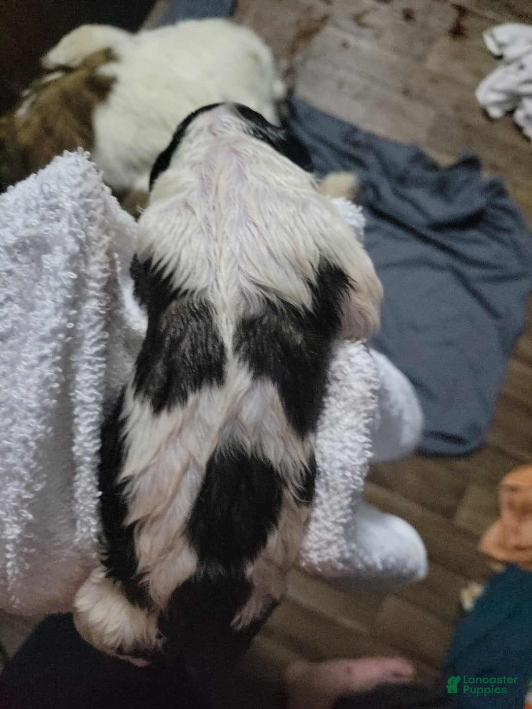 Saint Bernard dogs for sale: Puppy 3 - Ad 33