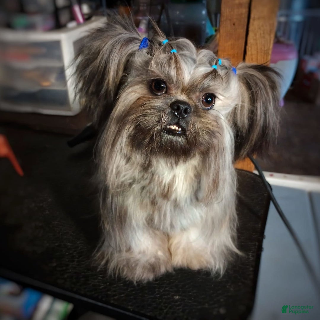 Shih Tzu dogs for sale: Ewok Naturally-reared - Ad 13
