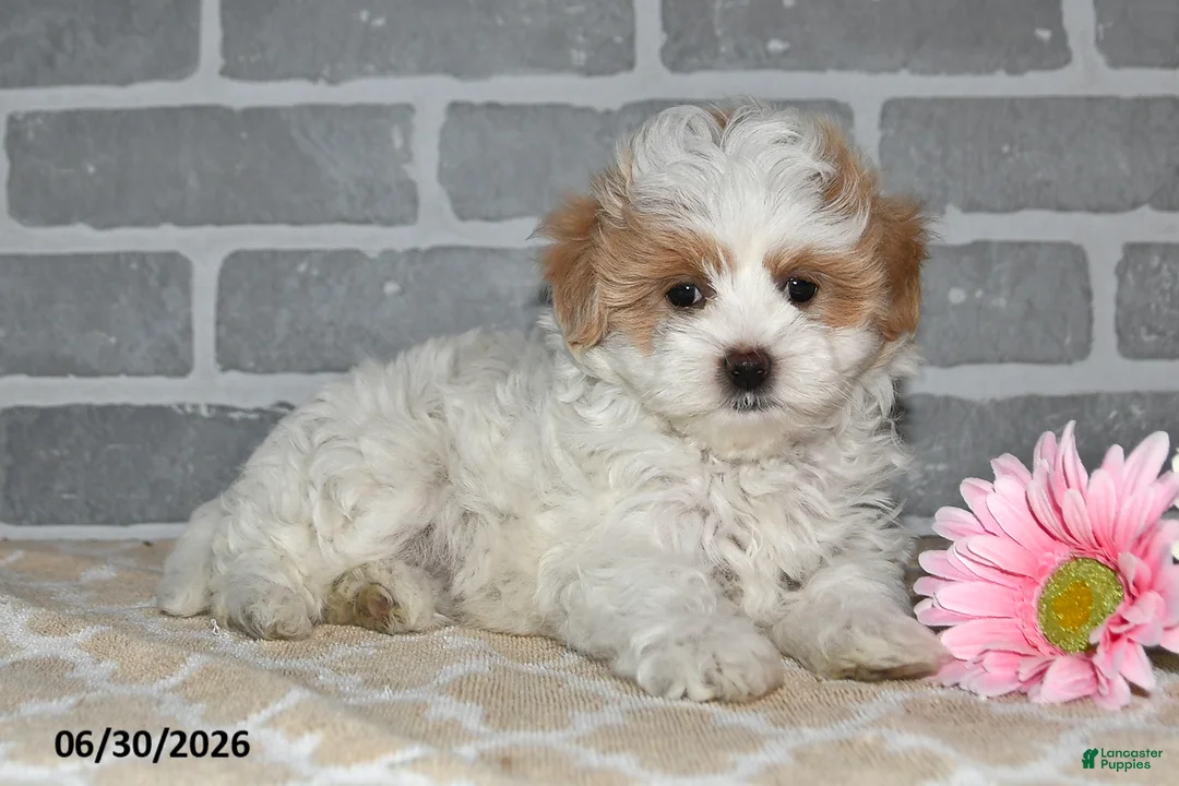 Maltipoo dogs for sale: Lenny - Ad 2