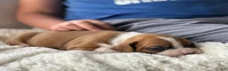 Boxer dogs for sale: Stella - Ad 8