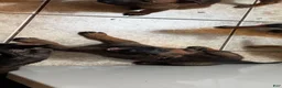 Belgian Malinois dogs for sale: Bug - Ad 2