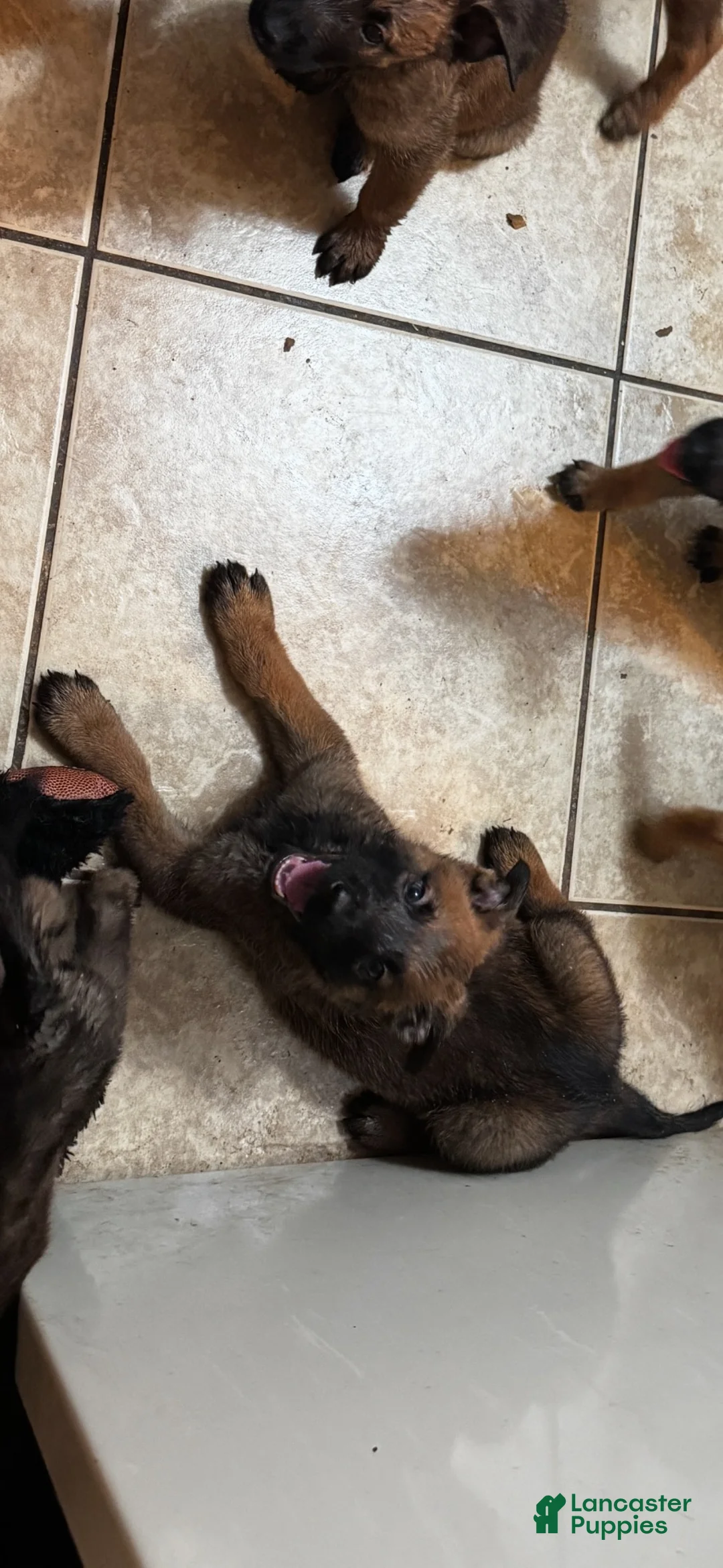 Belgian Malinois dogs for sale: Bug - Ad 2