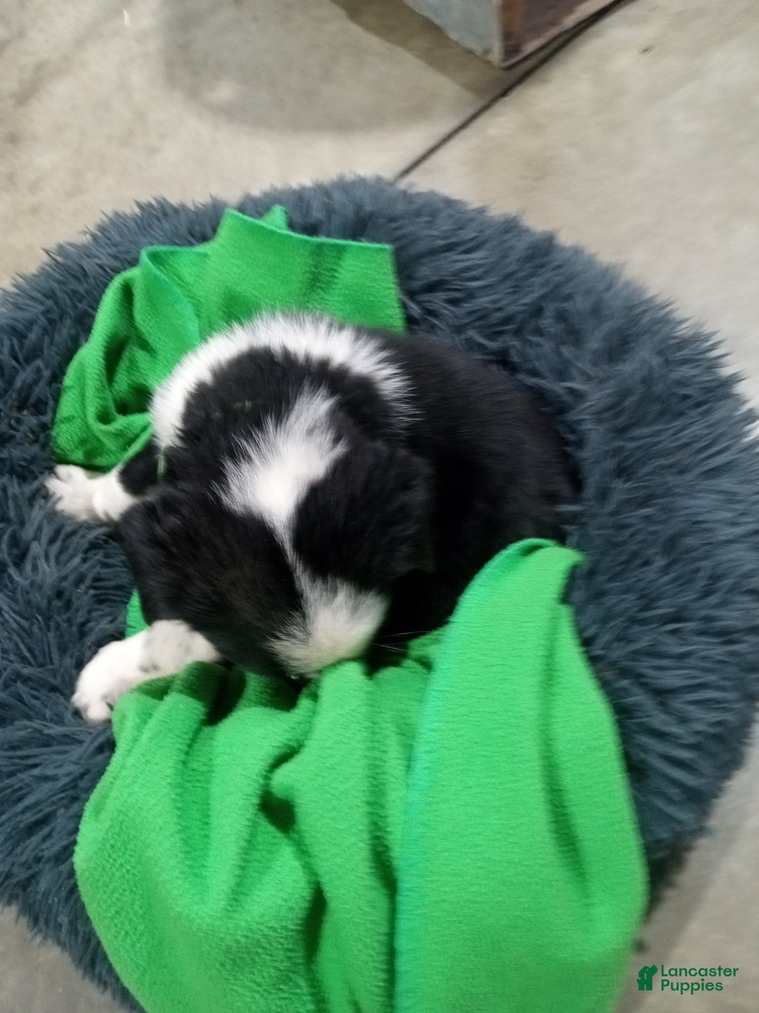 Mixed Breed dogs for sale: Caillou  - Ad 4