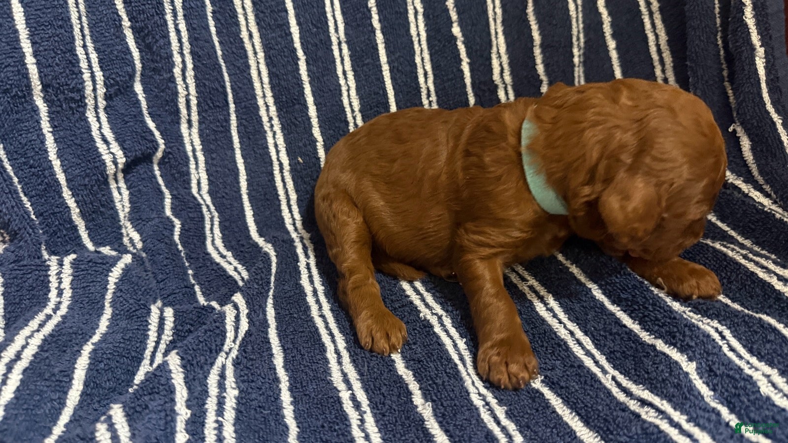 Goldendoodle dogs 🩵 Mr. Sky Blue - Ad 2