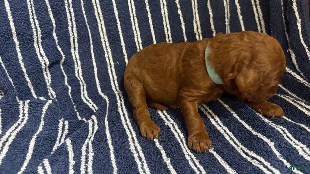 Goldendoodle dogs for sale: 🩵 Mr. Sky Blue - Ad 2