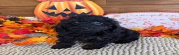 Cockapoo dogs for sale: Cassidy - Ad 2