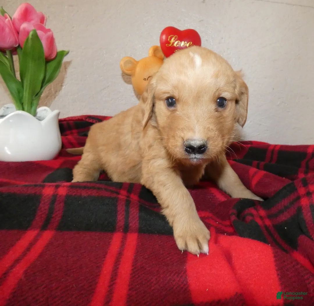 Mini Goldendoodle dogs for sale: Mini Goldendoodle Puppy 1 Ronnie - Ad 2