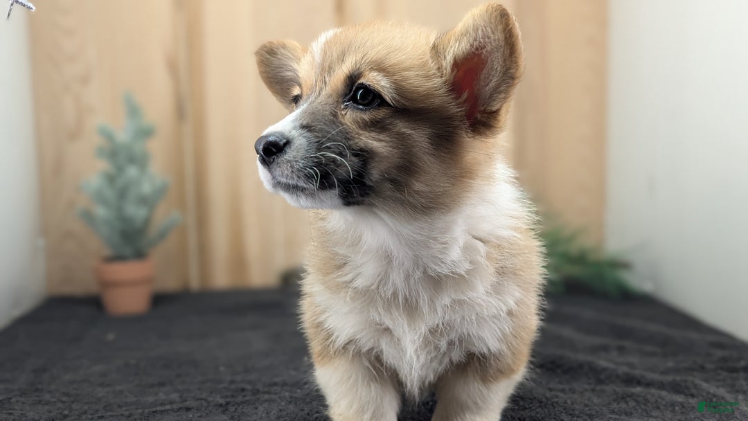 Welsh Corgi Pembroke dogs for sale: Sky - Ad 8