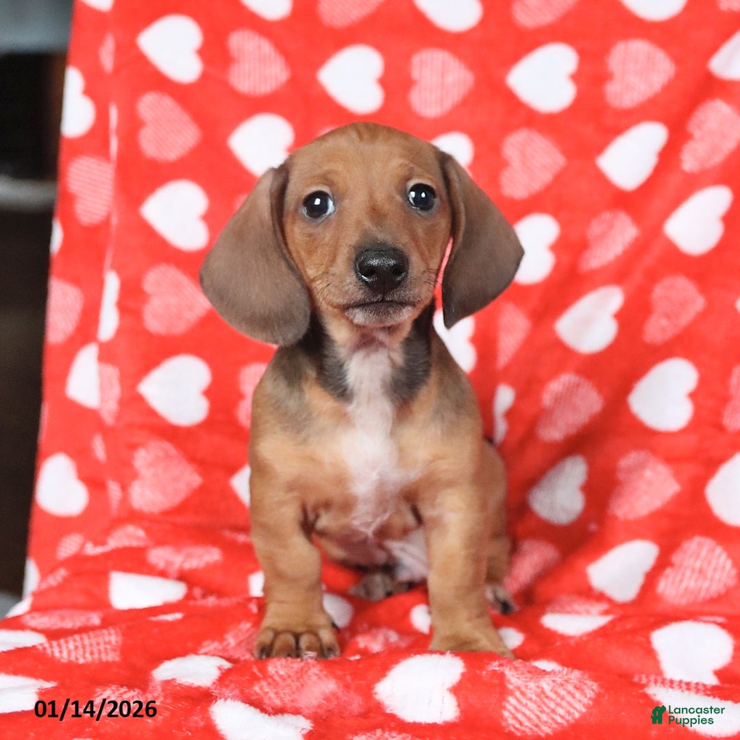 Miniature Dachshund dogs for sale: Jack   - Ad 4