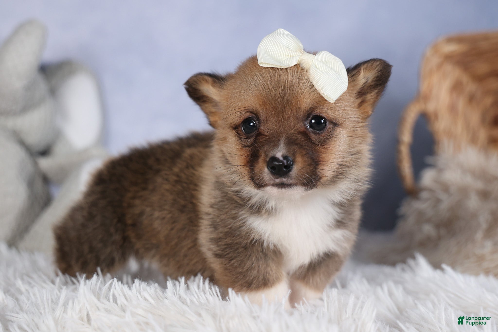 Welsh Corgi Pembroke dogs LITTLE CHIEF - Ad 37