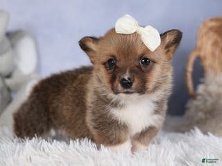 Welsh Corgi Pembroke dogs LITTLE CHIEF - Ad 5