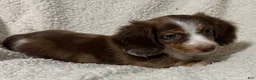 Miniature Dachshund dogs for sale: BLAZE - Ad 7
