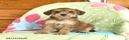 Mini Goldendoodle dogs for sale: Krissy - Ad 5