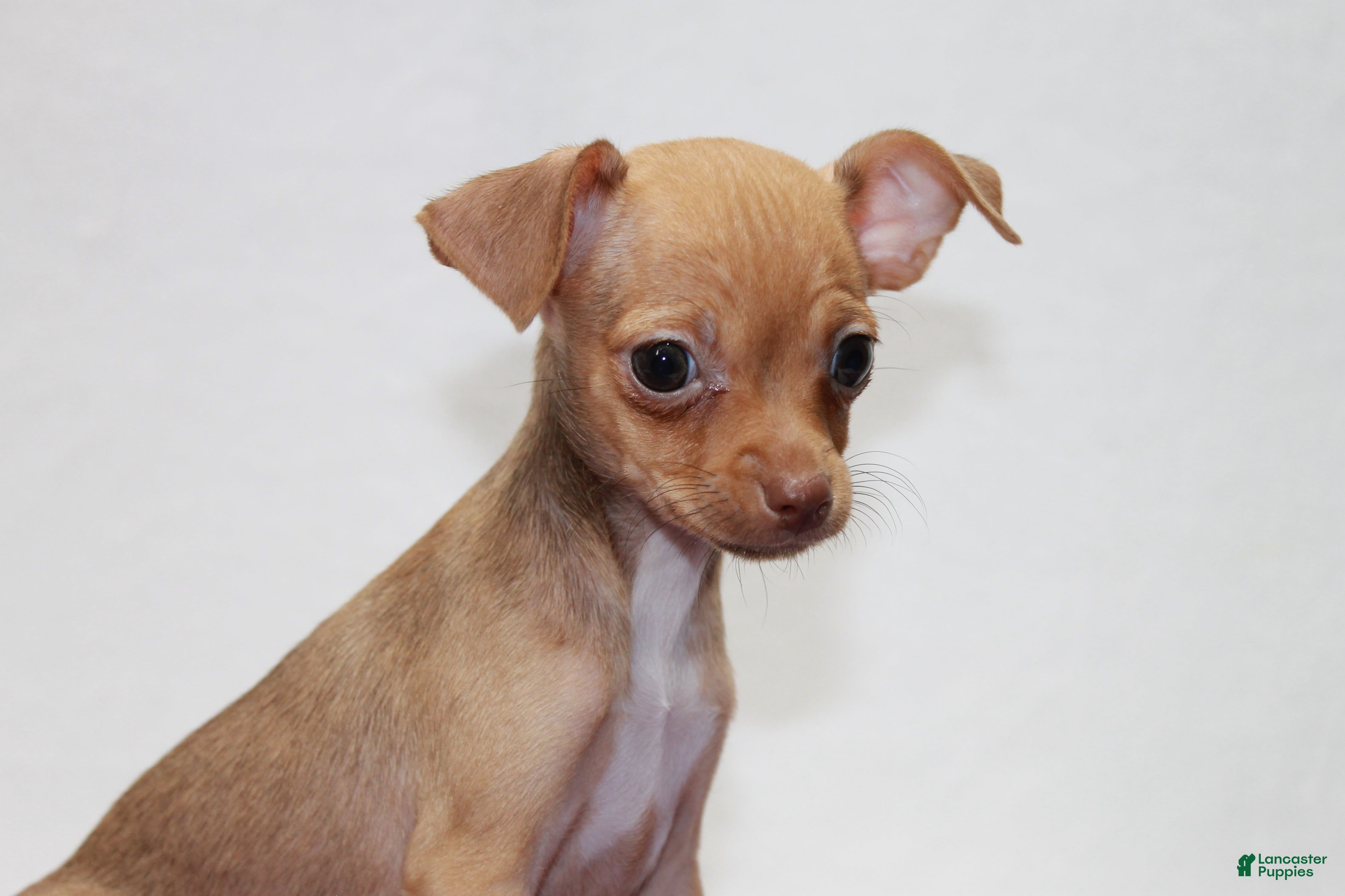 Chihuahua dogs Chihuahua 4 - Ad 1