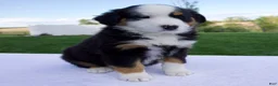 Australian Shepherd dogs for sale: Pilot - Ad 1