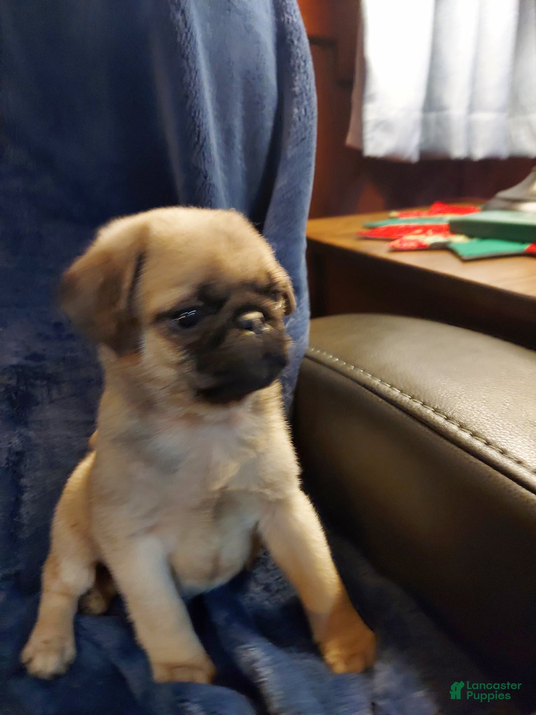 Pug dogs for sale: WILLIE - Ad 13