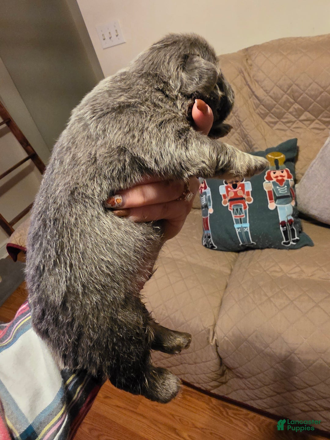 French Bulldog dogs for sale: Female 2 - Ad 5