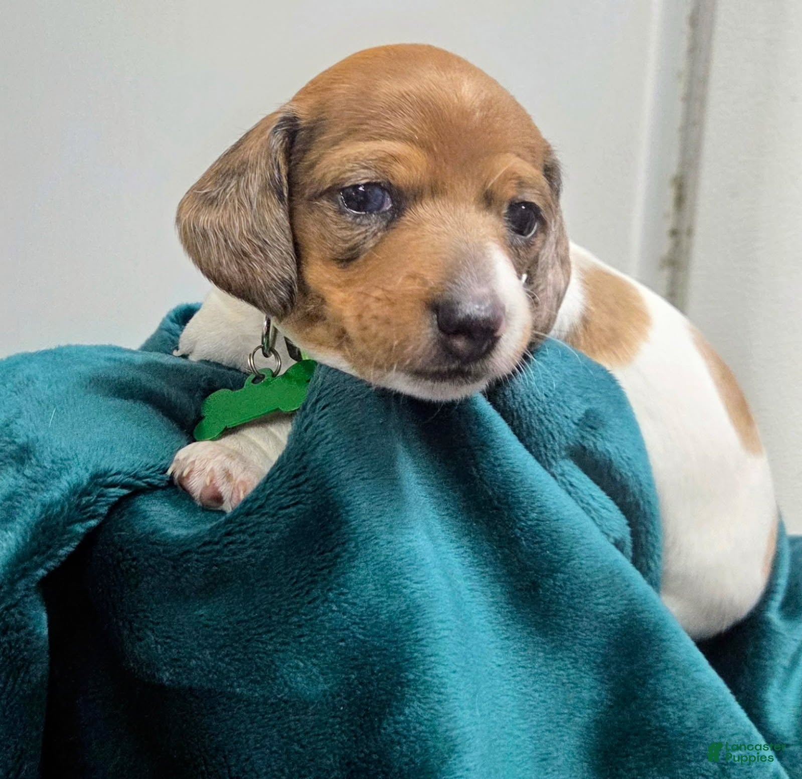 Dachshund dogs Scooby - Ad 1