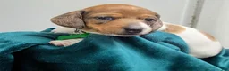 Dachshund dogs for sale: Scooby - Ad 1