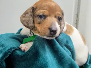 Dachshund dogs Scooby - Ad 1