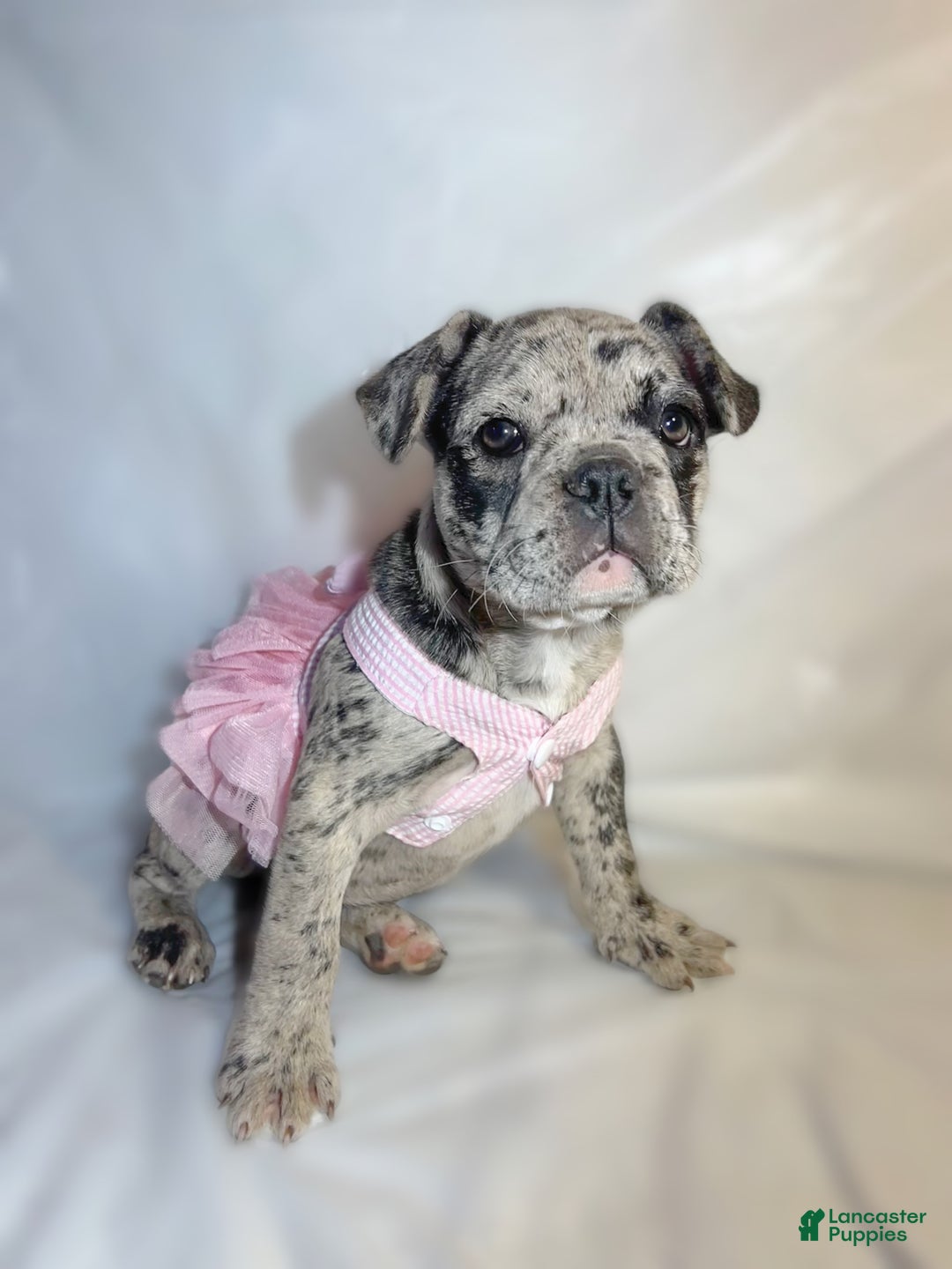 French Bulldog dogs for sale: Tink  - Ad 2