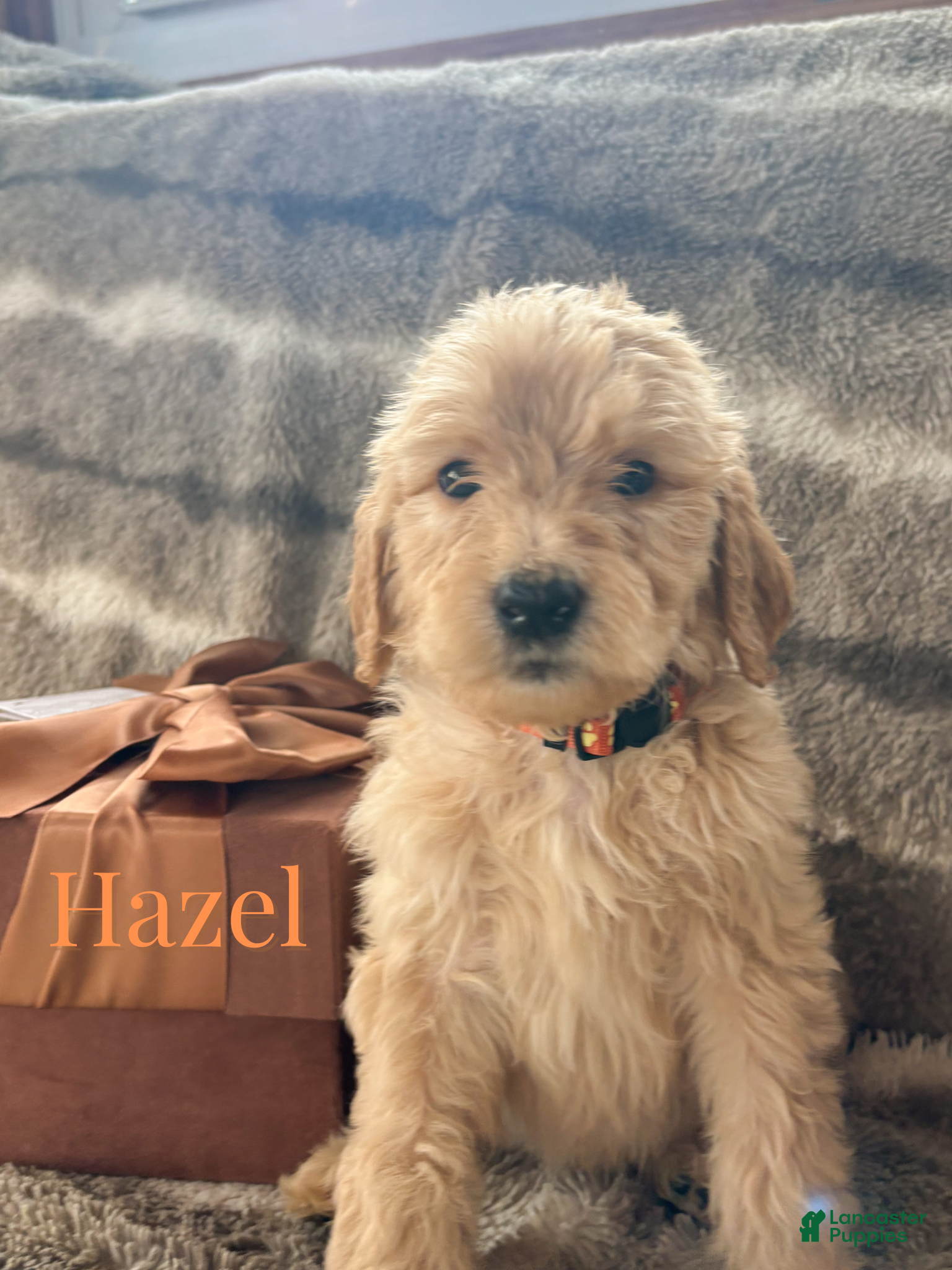 Goldendoodle dogs Hazel - Ad 12