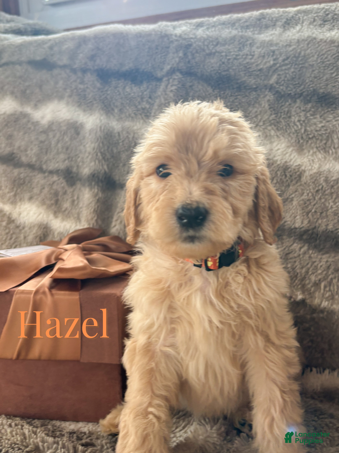 Goldendoodle dogs for sale: Hazel - Ad 1