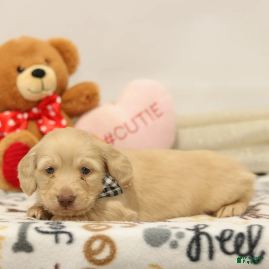 Miniature Dachshund dogs for sale: Bruno  - Ad 3