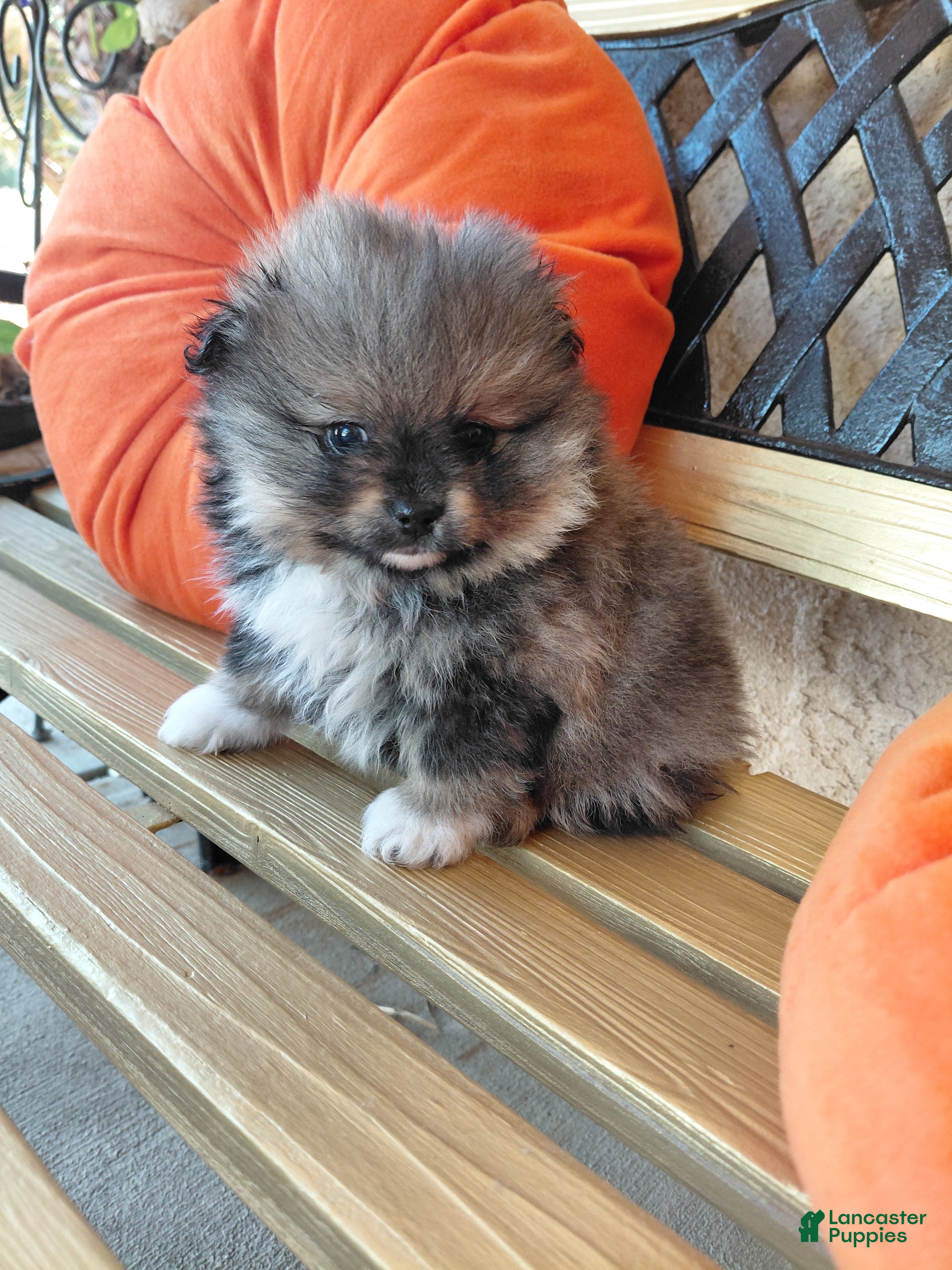 Pomeranian dogs Chewy - Ad 1