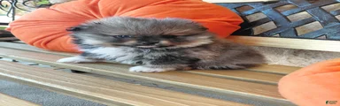 Chewy