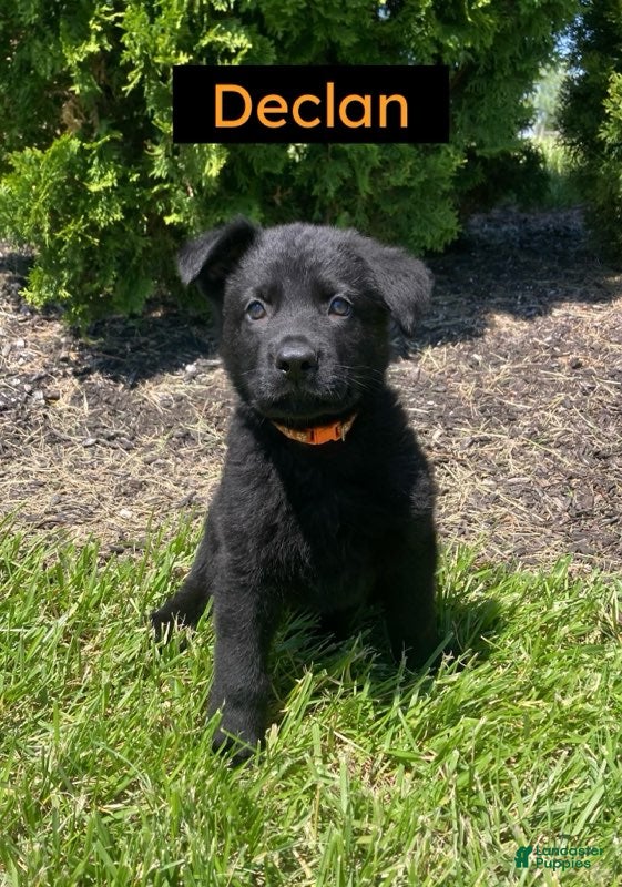 German Shepherd dogs German Shepherd (Declan) - Ad 5