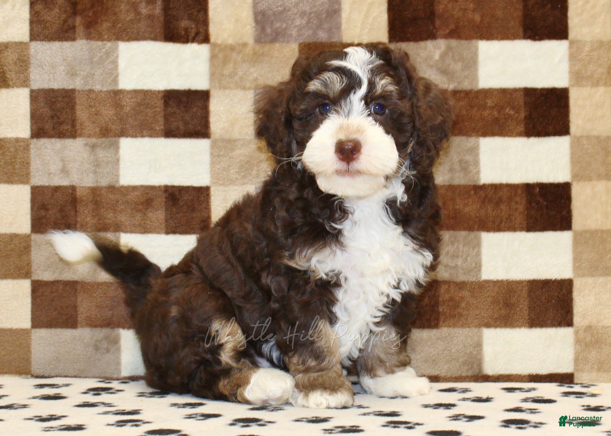 Mini Bernedoodle dogs Brandy - Ad 1