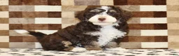 Mini Bernedoodle dogs for sale: Brandy - Ad 1