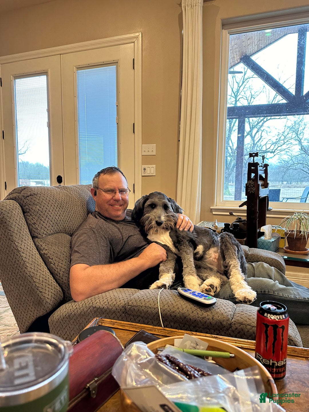 Mixed Breed dogs for sale: female # 3 English Shepherd Doodle - Ad 17