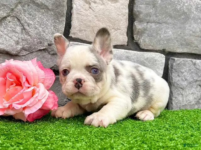French Bulldog dogs for sale: Daffy - Ad 1