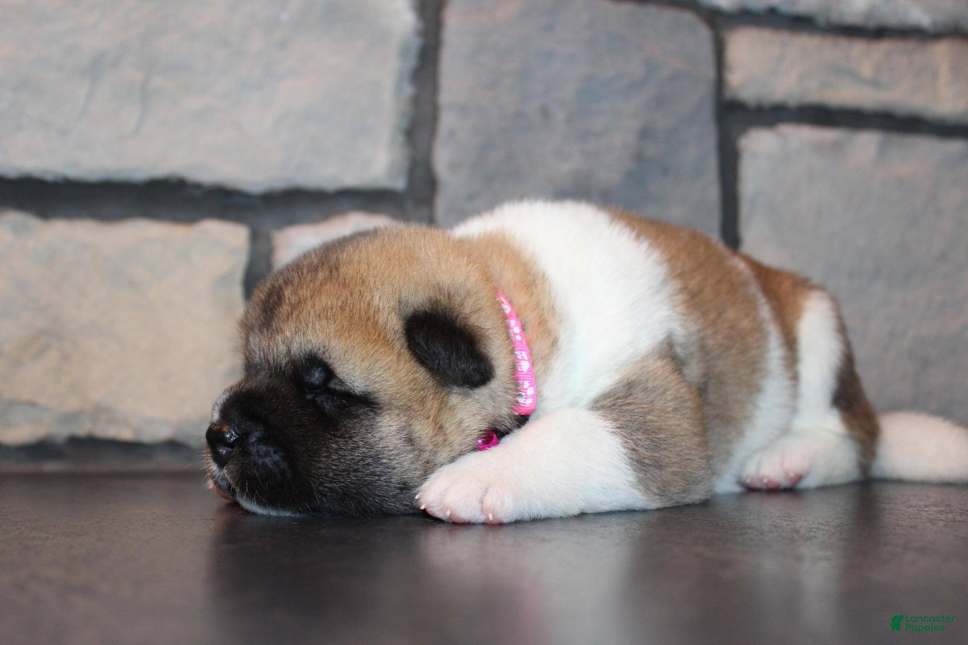 Akita dogs AKC Piper - Ad 2