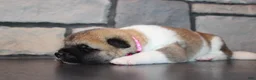 Akita dogs for sale: AKC Piper - Ad 2