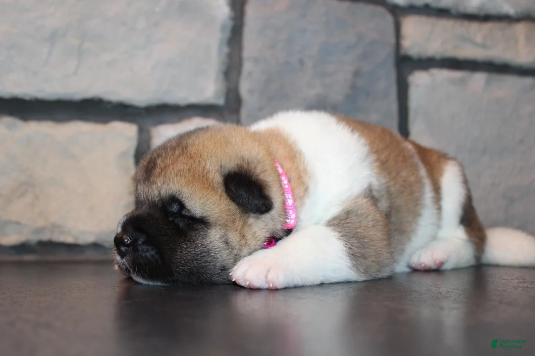 Akita dogs for sale: AKC Piper - Ad 2
