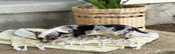 Chihuahua dogs for sale: Rosie - Ad 11