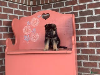 German Shepherd dogs for sale: Sammy - Ad 1