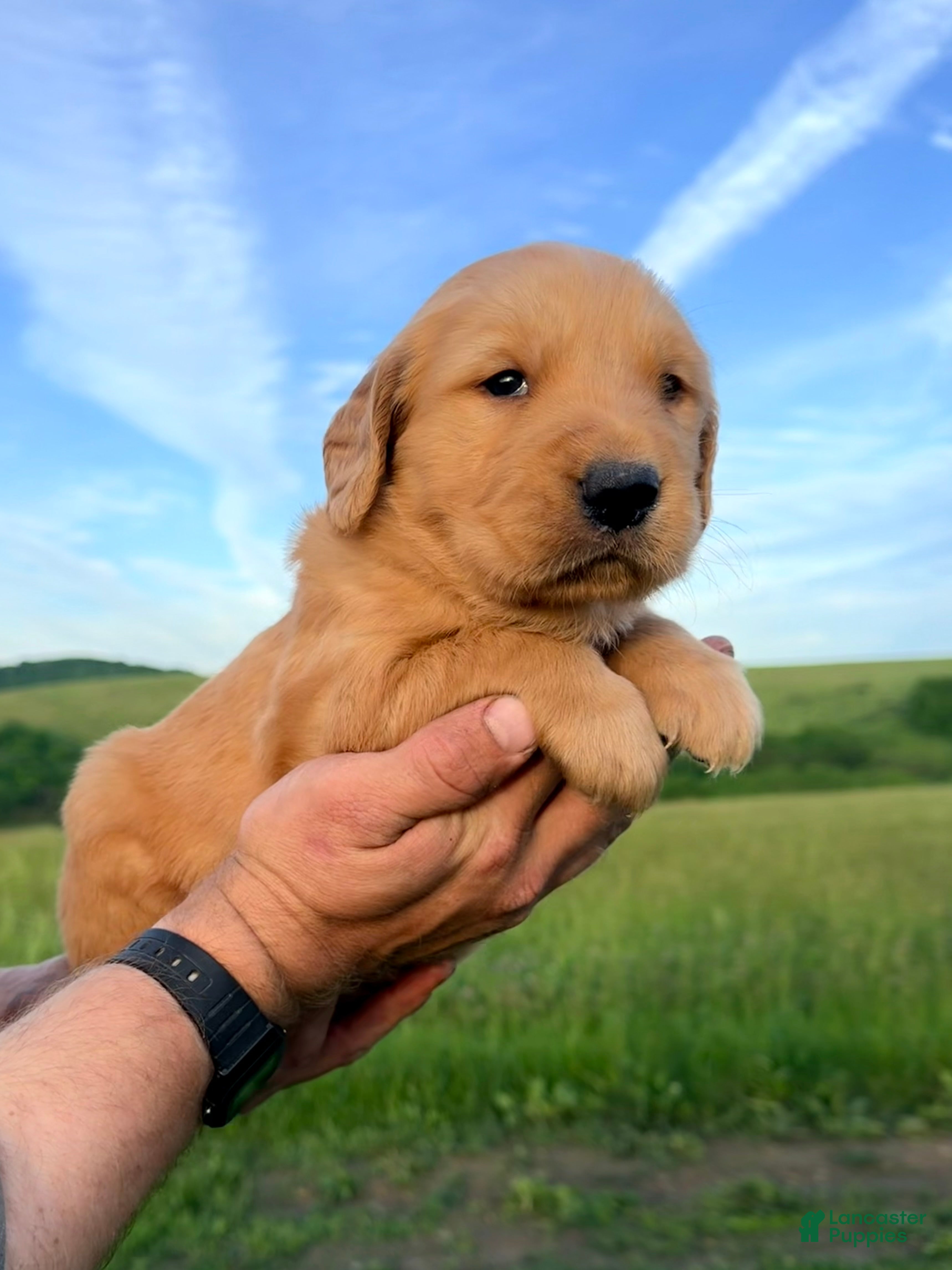 Golden Retriever dogs Buddy - Ad 1