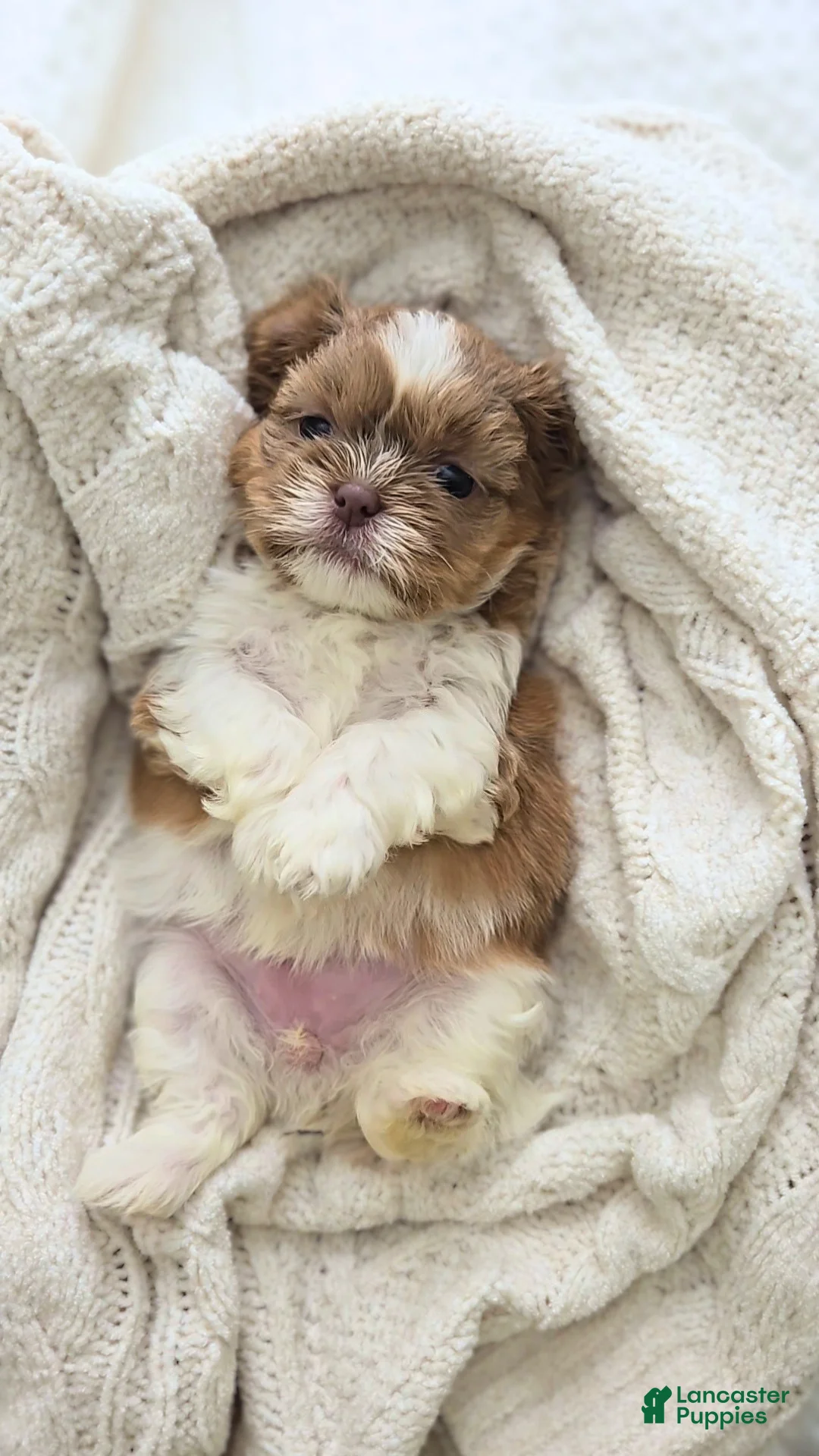 Shih Tzu dogs for sale: Josie - Ad 2