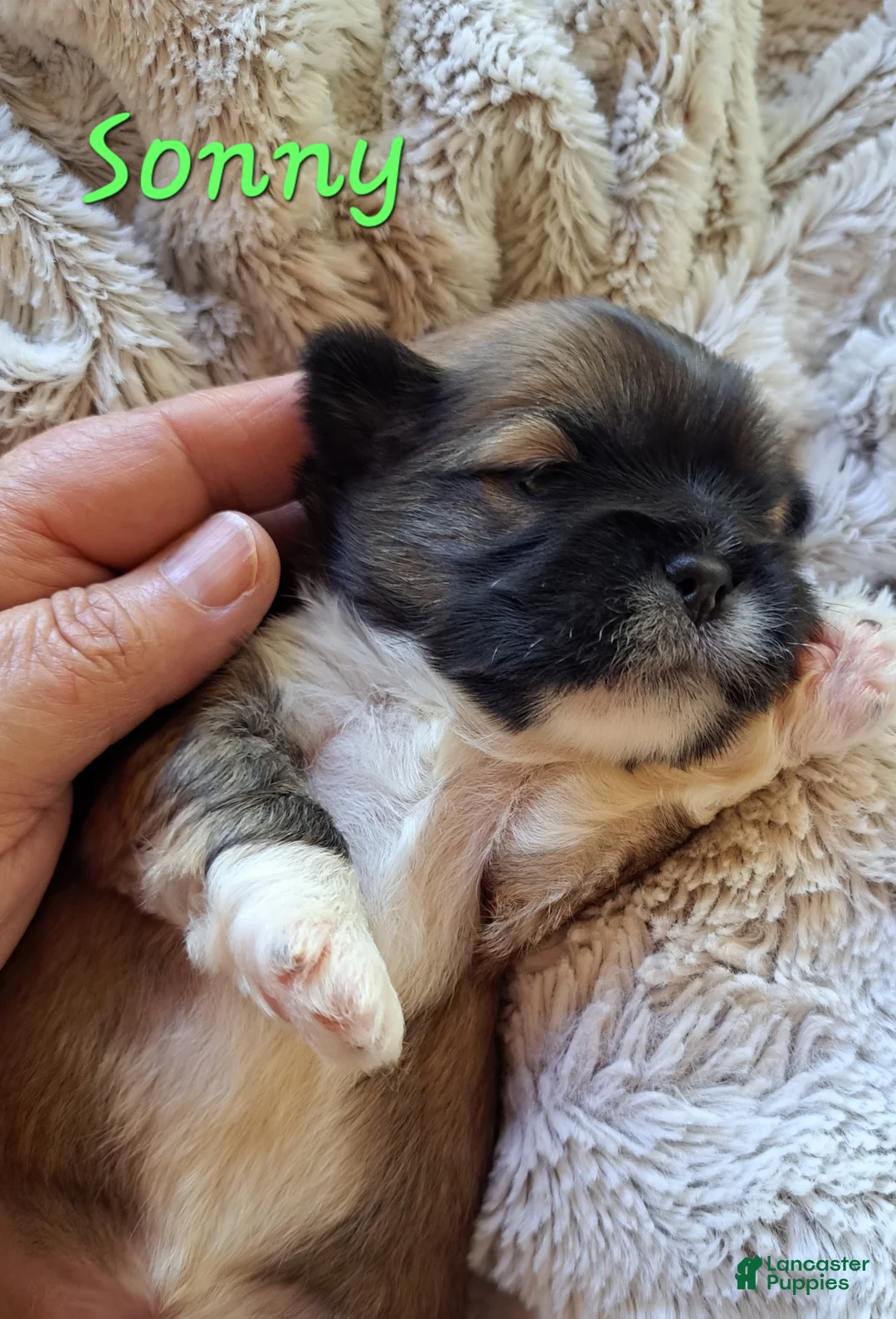 Lhasa Apso dogs for sale: Sonny - Ad 2