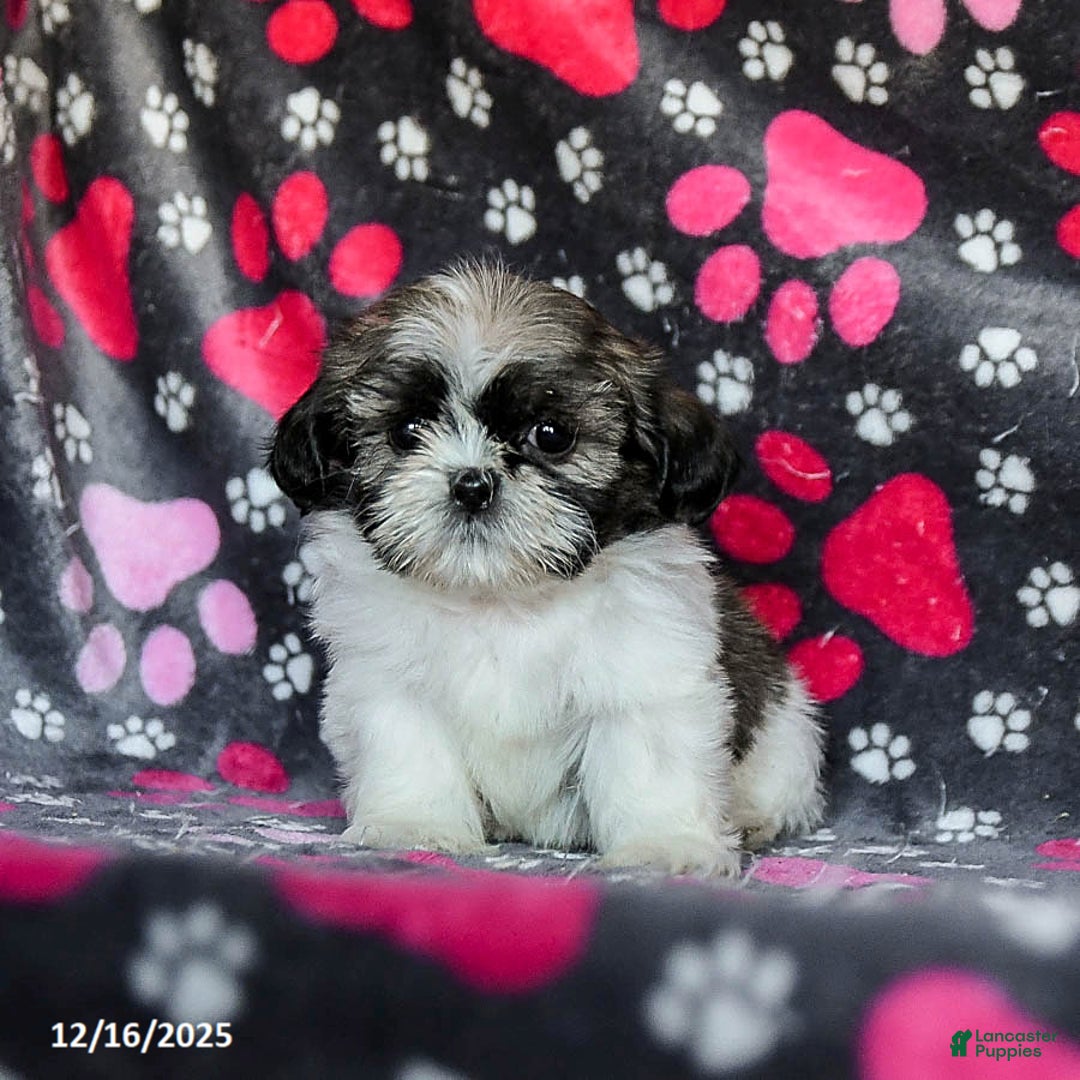 Shih Tzu dogs for sale: Moose Tracks - Ad 2