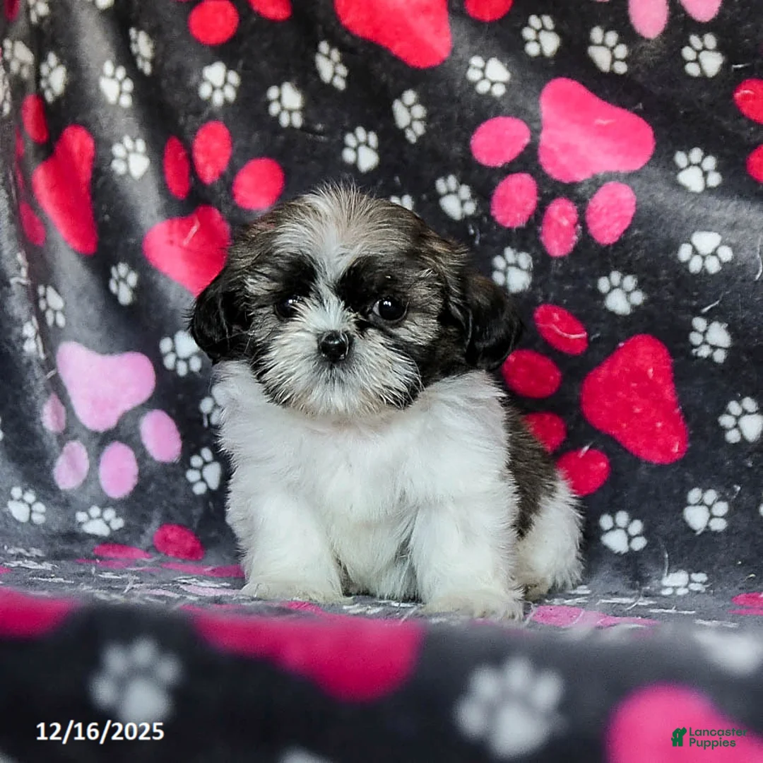 Shih Tzu dogs for sale: Moose Tracks - Ad 12