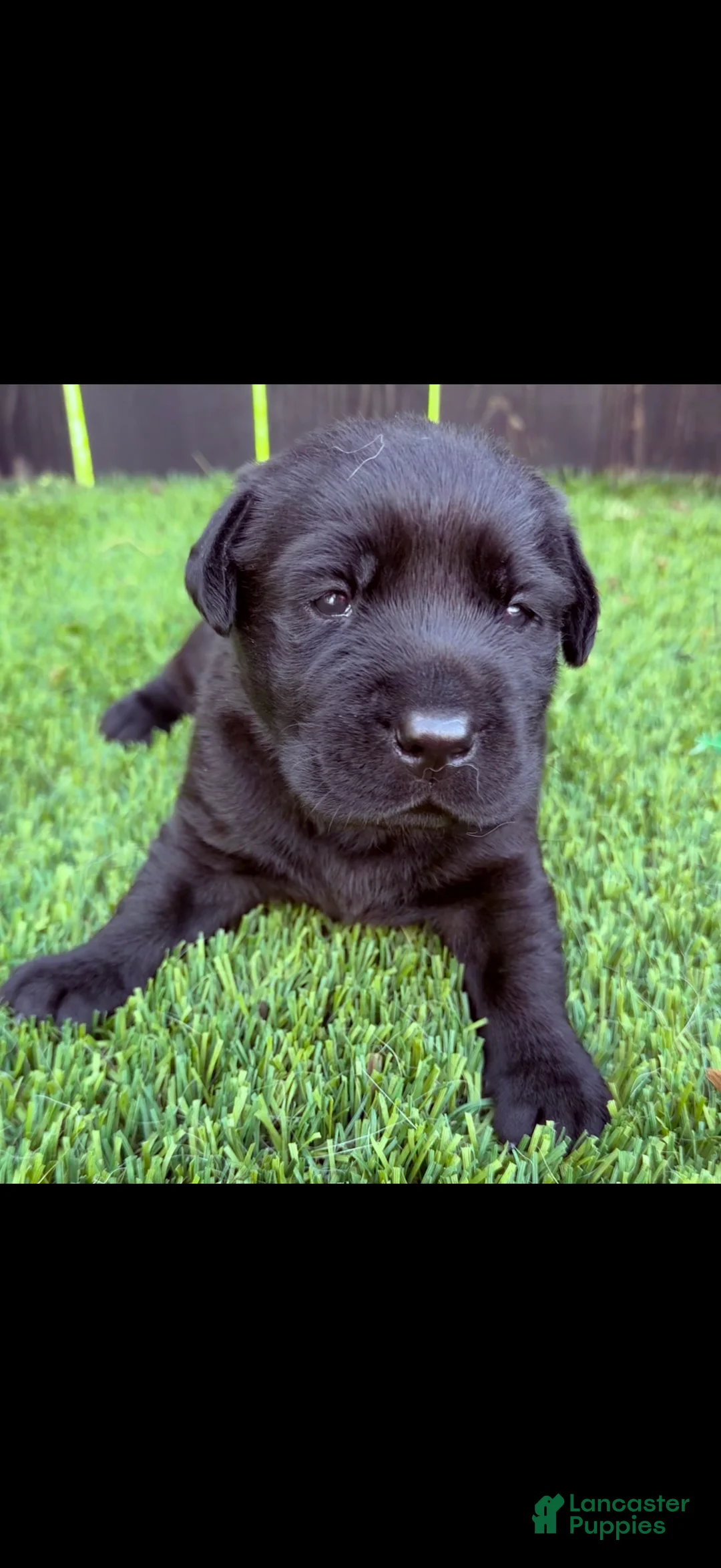 Labrador Retriever dogs for sale: Labrador Retriever Puppy 2 - Ad 1