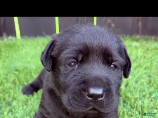 Labrador Retriever dogs Labrador Retriever Puppy 2 - Ad 10